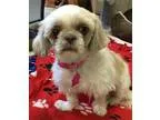 Adopt Sophie a White Shih Tzu  Mixed dog in Pontiac MI (15748196