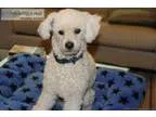 White Miniature Poodle Doggie Lost