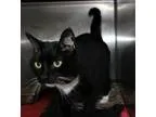 Adopt Socks a Black and White or Tuxedo Domestic Shorthair  Mixe