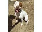 Adopt Bobo a White - with Red Golden Orange or Chestnut Pointer 