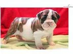 Gina - English Bulldog Female