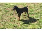 Adopt Clementine a Black and Tan Coonhound