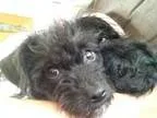 Adopt Billie a Black Wirehaired Fox Terrier  Terrier (Unknown Ty