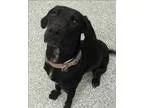 Adopt Nala a Labrador Retriever  Mixed dog in Golden CO (1562297