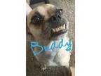 Adopt Ploukie s Puggy Texas a TanYellowFawn - with Black Pug  Mi