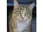 Adopt Tiger Lilly a Domestic Shorthair  Mixed cat in Salt Lake C