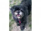 Adopt Corey a Black Shih Tzu Lhasa Apso Mixed dog in Pontiac M
