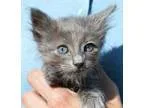 Adopt Pickwick a Gray or Blue Domestic Mediumhair (medium coat) 
