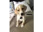 Adopt Kohl a TanYellowFawn Labrador Retriever  Mixed dog in Alph