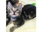 Adopt Huck a Gray Blue or Silver Tabby Domestic Shorthair (short