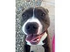 Adopt CLAY a Staffordshire Bull Terrier  Mixed dog in Sacramento