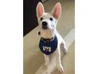 Adopt Bart a White Shepherd (Unknown Type)  Mixed dog in Sunnyva