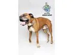 Adopt Socks a Boxer  Mixed dog in Knoxville TN (15714126)