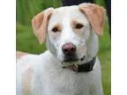 Adopt Wanda a Labrador Retriever  Mixed dog in Golden CO (156603