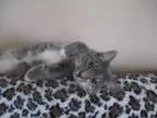 Adopt Winnie a Dilute Tortoiseshell