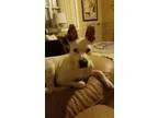 Adopt Luke a White - with Brown or Chocolate Boxer  Mixed dog in