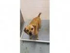 Adopt Reilly a RedGoldenOrangeCh estnut Pug Beagle Mixed dog i