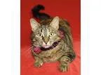 Adopt Corvette a Calico or Dilute Calico Domestic Shorthair (sho