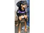 Adopt Lucy a Black and Tan Coonhound