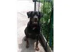 Adopt Dee a Black - with Brown Red Golden Orange or Chestnut Rot