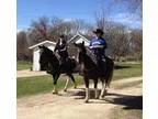 Well broke trail loving gelding. Safe sweet and smooth
