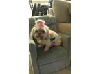 Adopt Gizzy a Shih Tzu
