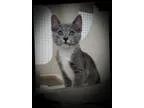 Adopt The Cisco Kid a Gray or Blue Domestic Shorthair (short coa