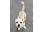 Adopt Evelyn a Terrier Pug