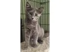Blue Merle M