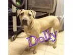 Adopt Dolly a Boxer