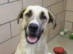 Adopt NOAH a Great Dane  Mastiff  Mixed dog in Fort Wayne IN (15