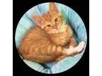 Adopt Woody a Orange or Red Tabby Domestic Shorthair (short coat