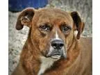 Adopt Tazor a Brindle - with White Labrador Retriever  Boxer  Mi
