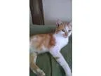 Adopt Memphis a Orange or Red (Mostly) Domestic Shorthair (short