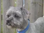 Adopt Hugo a GrayBlueSilverSal t and Pepper Lhasa Apso  Poodle (