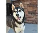 Adopt Nakita a Black - with White Husky  Mixed dog in Chandler A