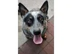 Adopt Jean a Australian Cattle Dog dog in Fairfax Station VA (15