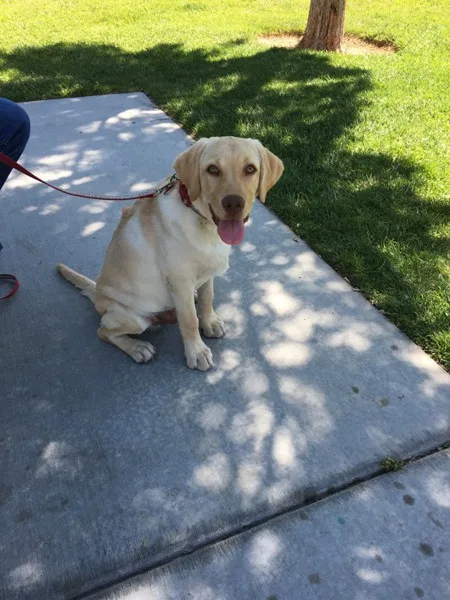 Golden Labrador Retriever 16 weeks puppy