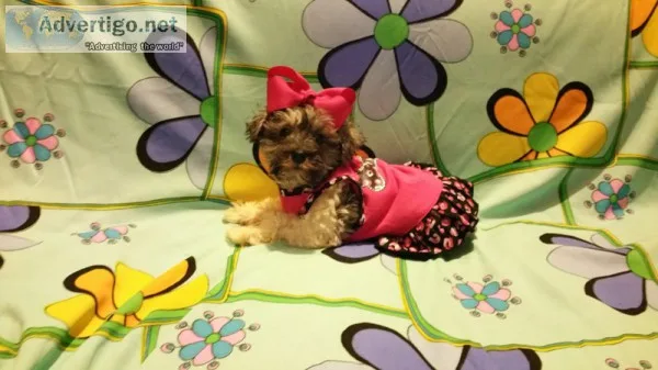 Miniature Schnauzer