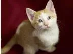 Adopt Carter a Domestic Shorthair cat in Sioux Falls SD (1573262