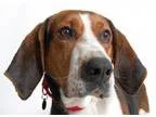 Adopt Daisy a Hound