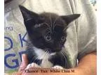 Adopt Chance a Black and White or Tuxedo Domestic Mediumhair (me