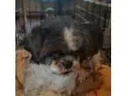Adopt Josie a Shih Tzu