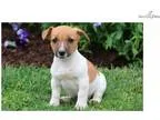 Boss - Jack Russell Male