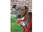 Adopt Diamond a Boxer