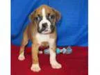Aisha - Female Labrador RetrieverBoxer Mix