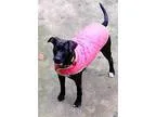 Adopt Marilyn a Black Labrador Retriever  Mixed dog in Alpharett