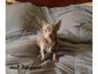 Rescued Young Adult Male Chihuahua Needs a Home...