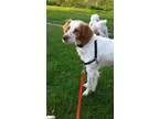 Adopt ONJesse a RedGoldenOrangeCh estnut - with White Brittany  
