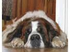Adopt Buddha a BrownChocolate - with White St. Bernard  Mixed do